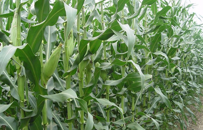 玉米種植基地